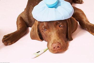 《电锯甜心RePOP》数字版8月初开启预购 还有惊喜将公布